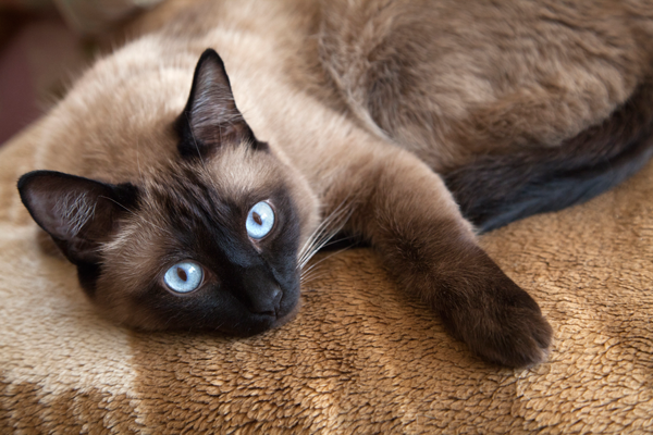 Siamese Cat with Blue Eyes