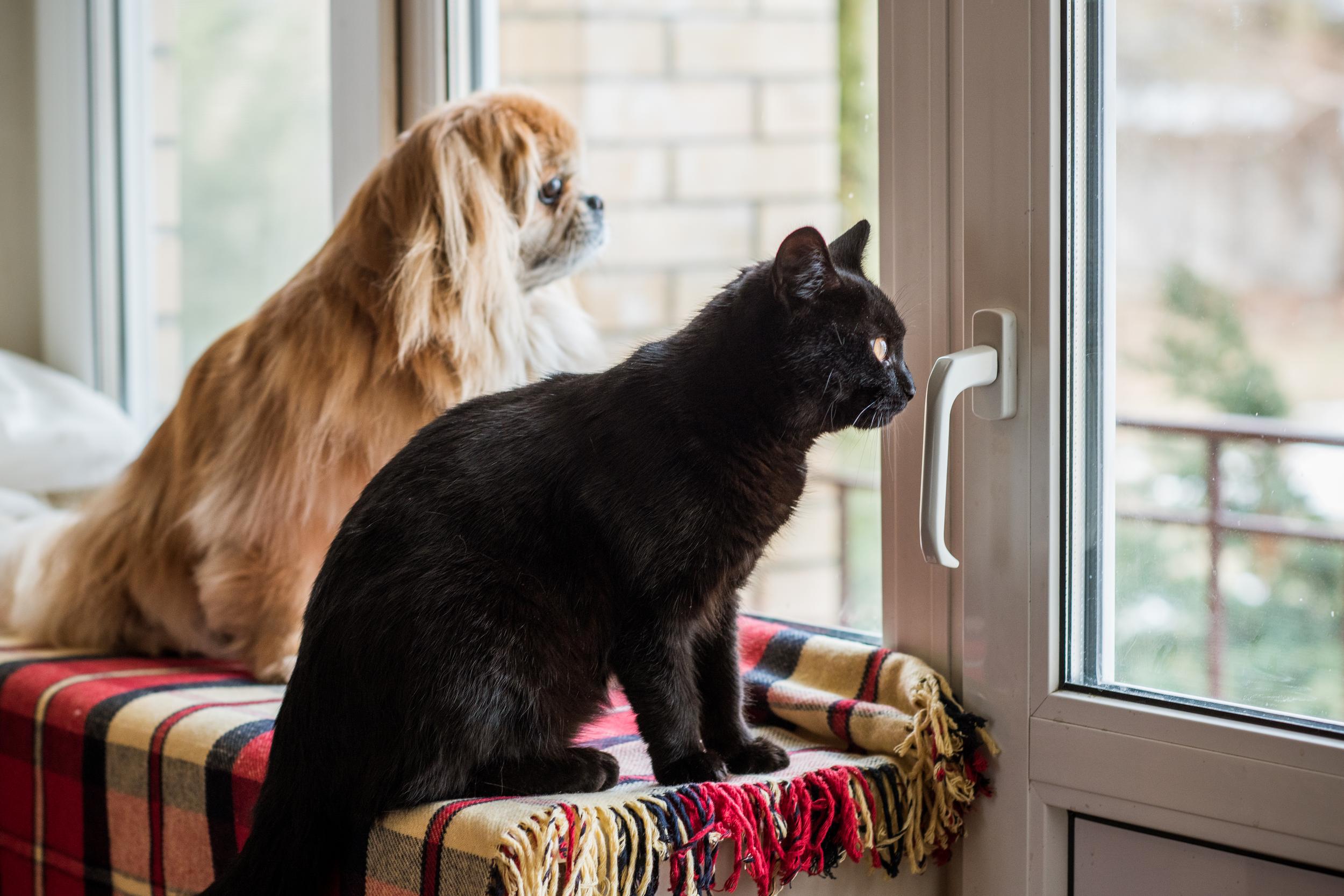 Dog and Cat Looking out window